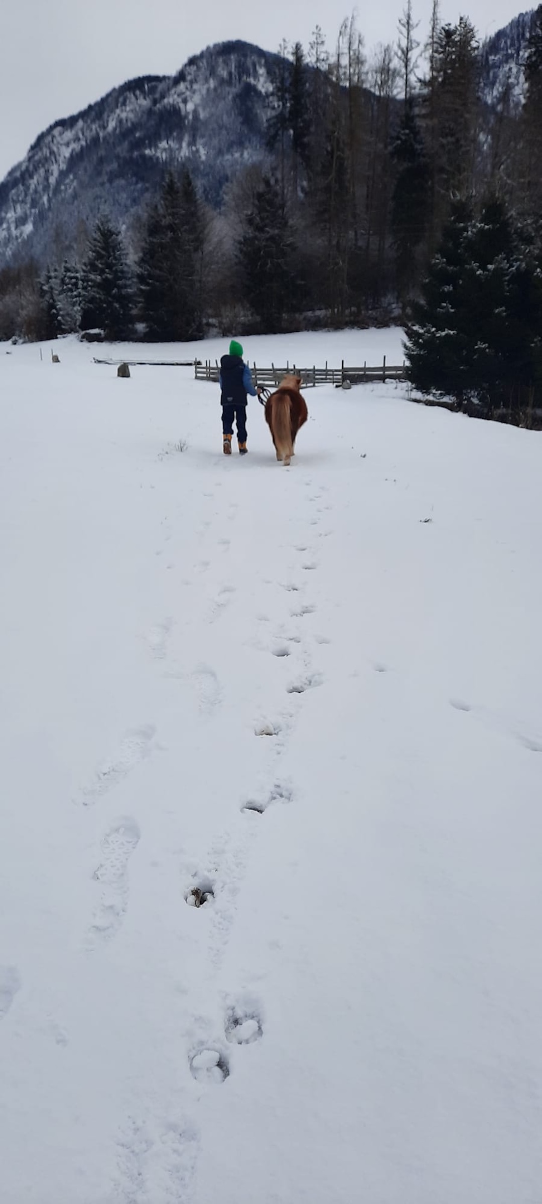 spaziergang pfer